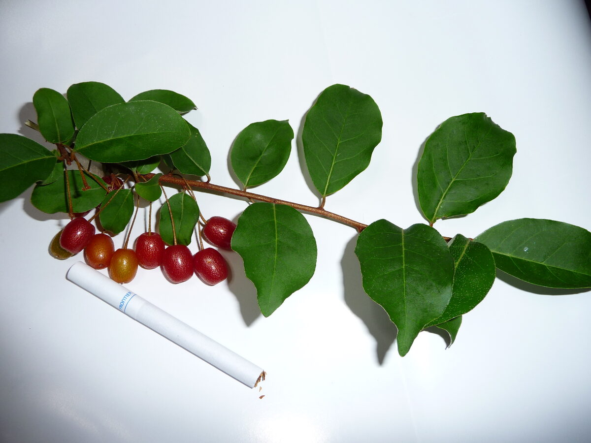 Elaeagnus multiflora (Russian olive) — photo