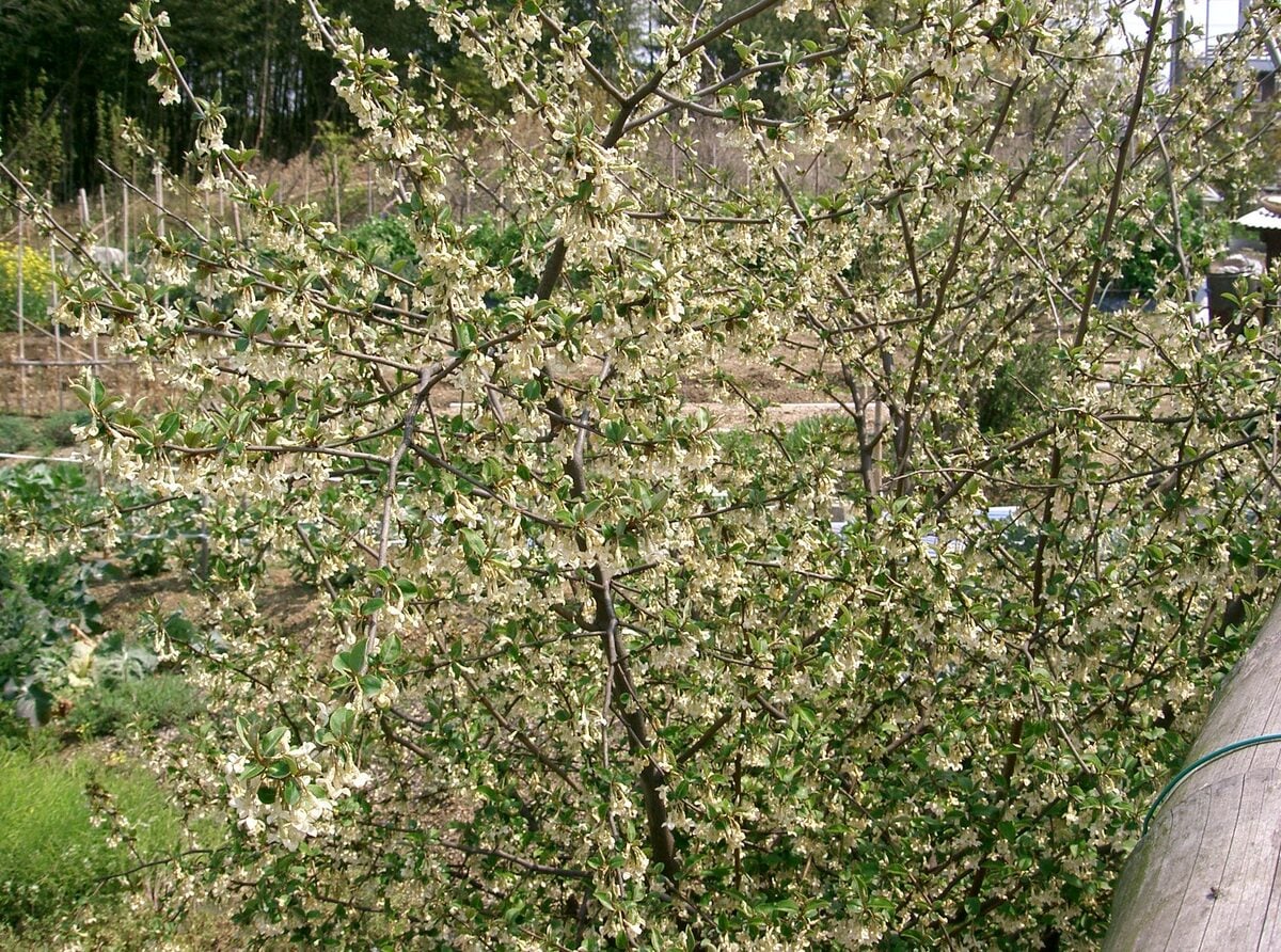 Elaeagnus multiflora