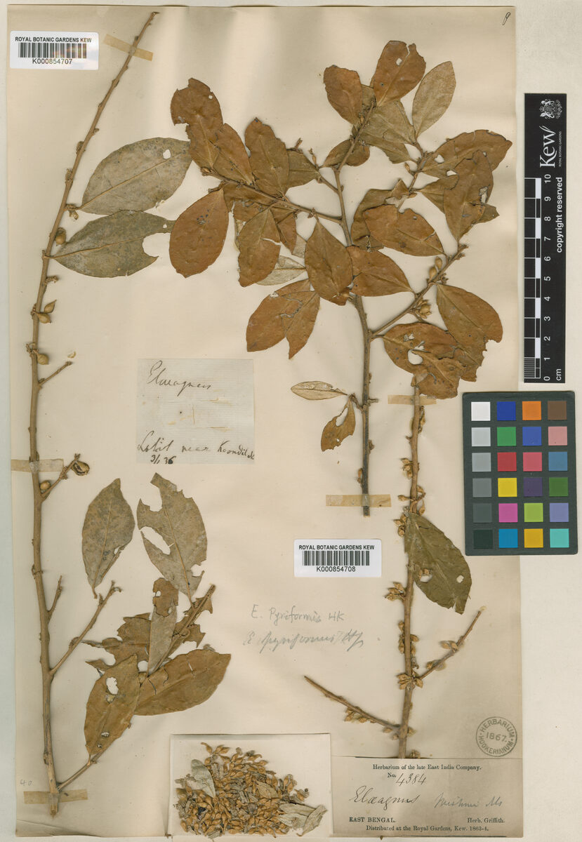 Elaeagnus pyriformis (Doukhiguti) — photo