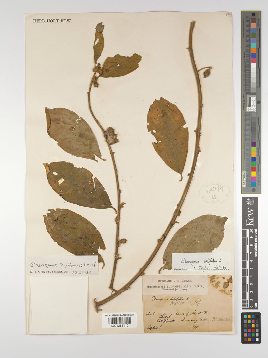 Elaeagnus pyriformis (Doukhiguti) — photo