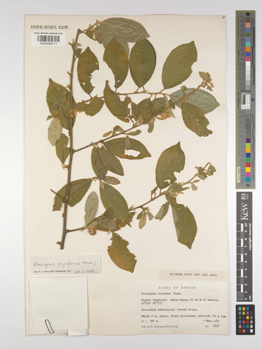 Elaeagnus pyriformis