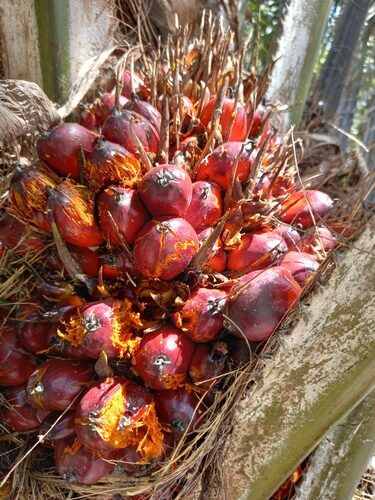 Elaeis guineensis (African Oil palm) — photo