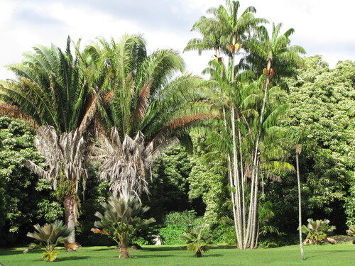 Elaeis oleifera (American oil palm) — photo