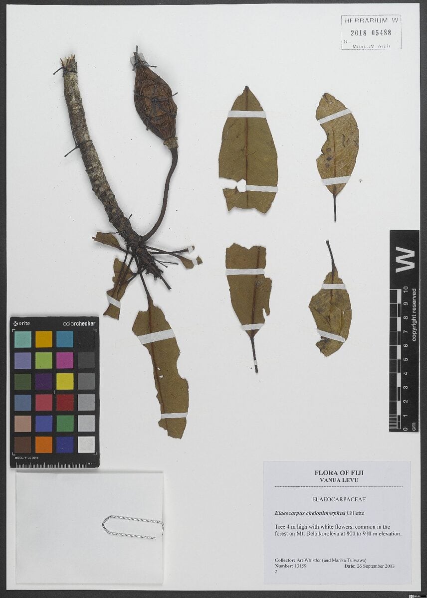 Elaeocarpus chelonimorphus