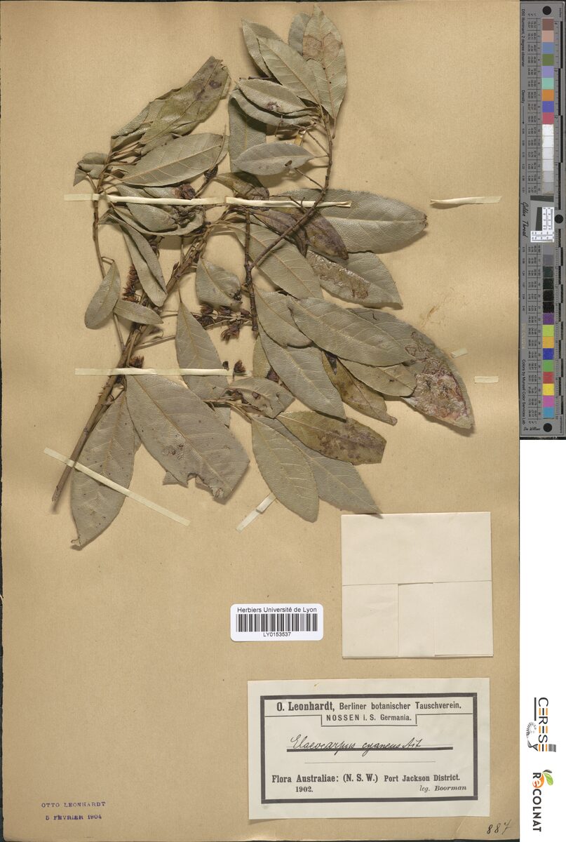 Elaeocarpus cyaneus (Blueberry Ash) — photo