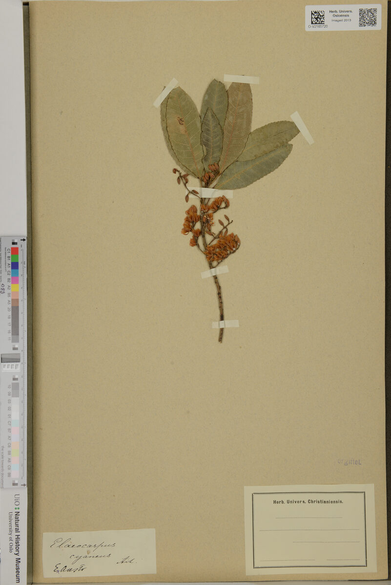 Elaeocarpus cyaneus