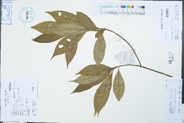 Elaeocarpus duclouxii — photo