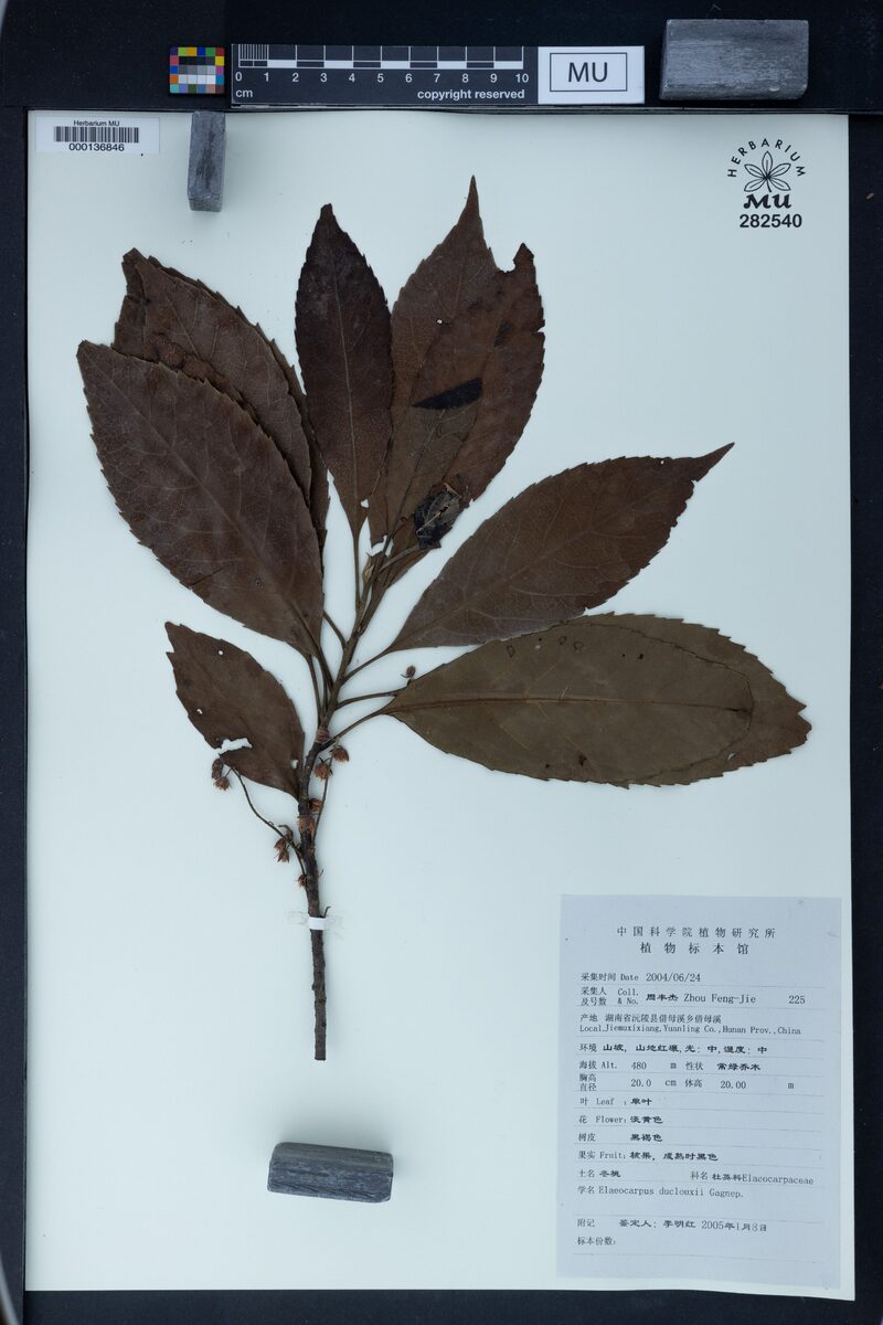 Elaeocarpus duclouxii — photo