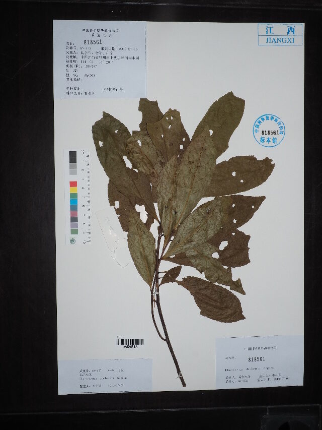 Elaeocarpus duclouxii