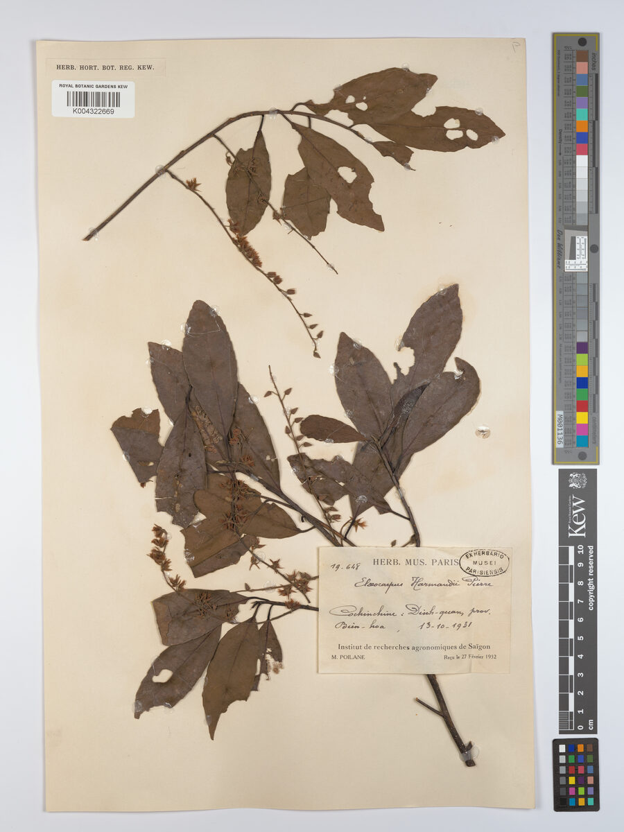 Elaeocarpus harmandii (Com nen) — photo