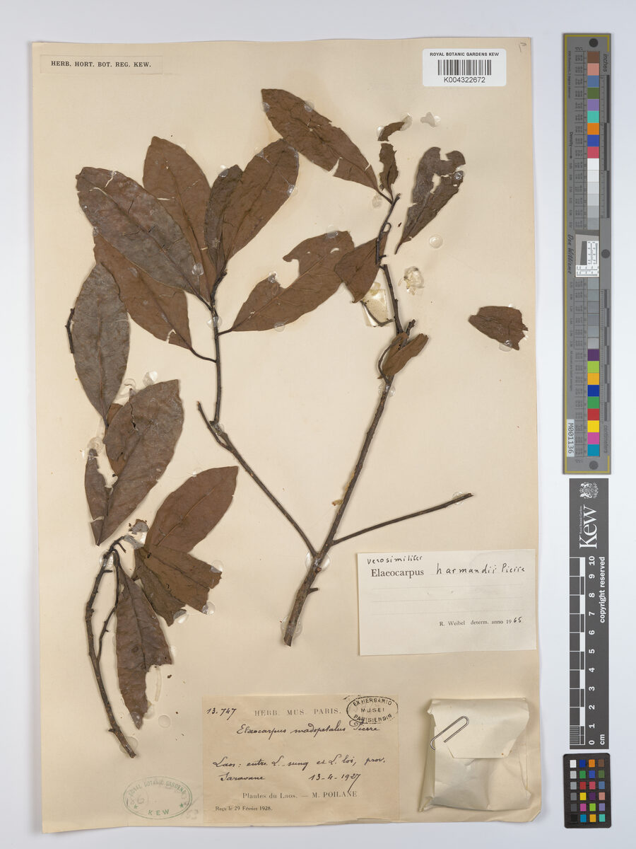 Elaeocarpus harmandii (Com nen) — photo