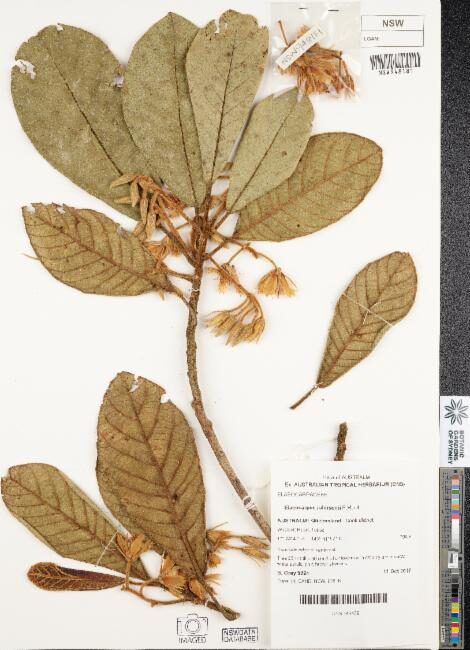 Elaeocarpus johnsonii (Johnson’s Qandong) — photo