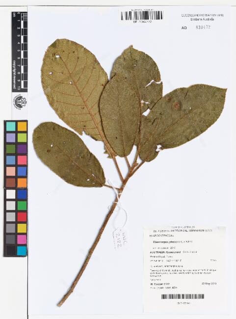 Elaeocarpus johnsonii (Johnson’s Qandong) — photo