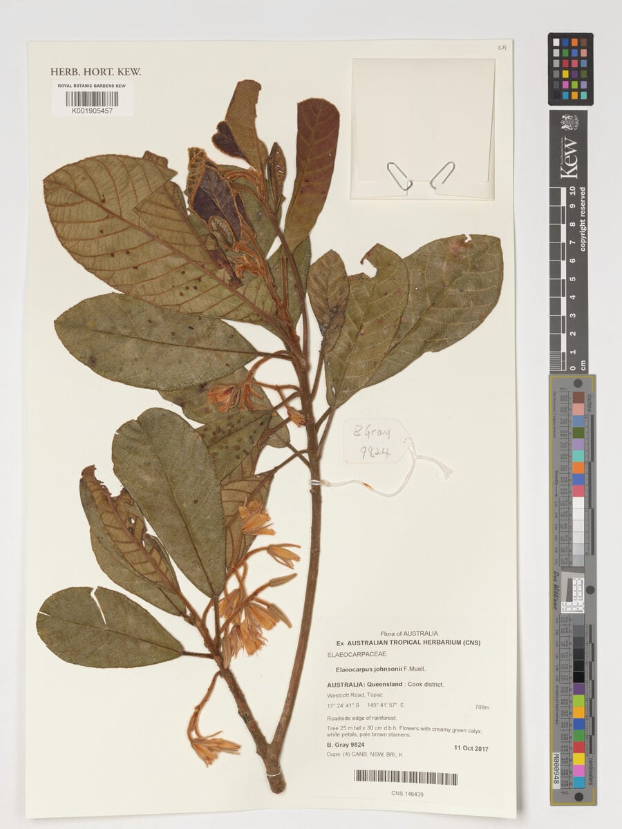 Elaeocarpus johnsonii