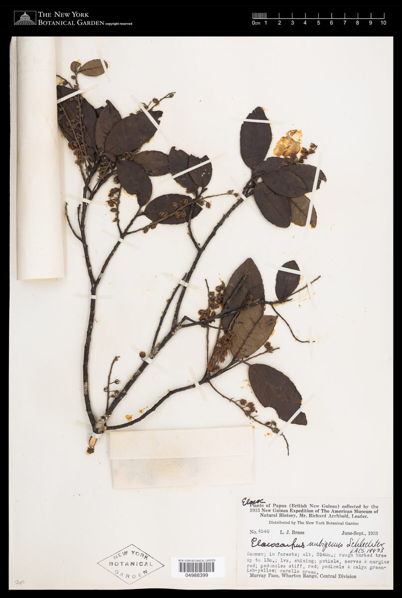 Elaeocarpus nubigenus — photo
