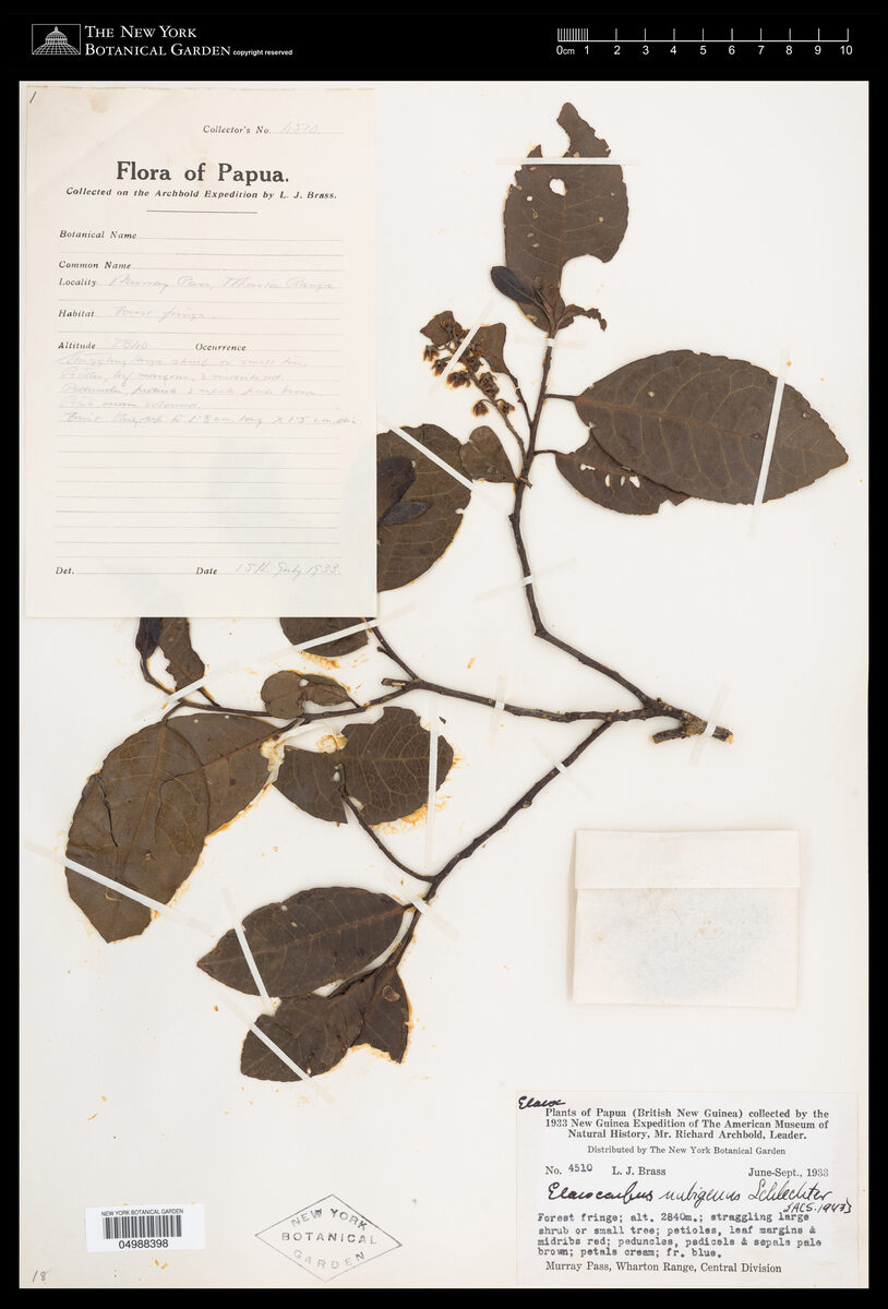Elaeocarpus nubigenus — photo