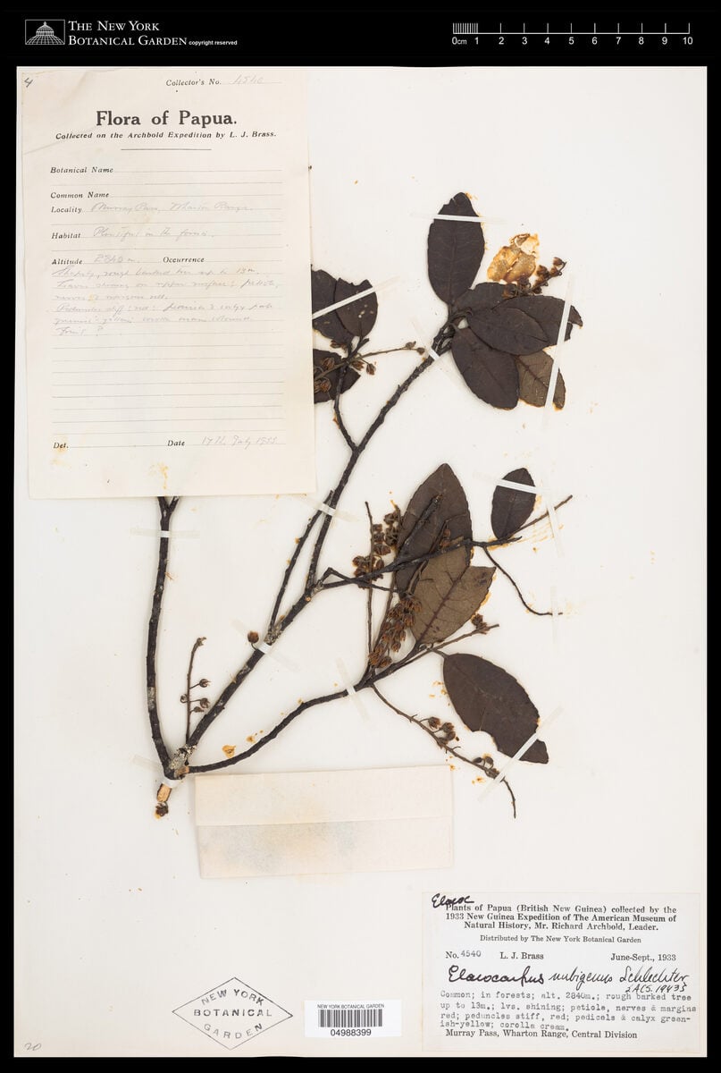 Elaeocarpus nubigenus
