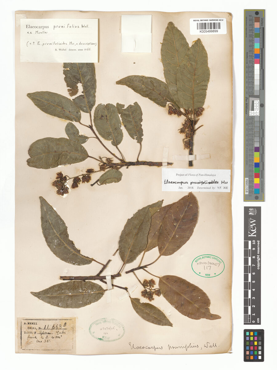 Elaeocarpus prunifolioides (Zhikeinelei) — photo