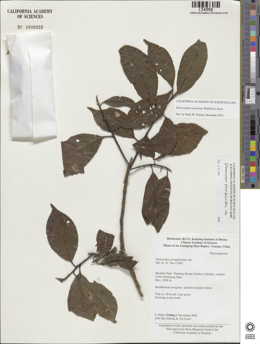 Elaeocarpus prunifolioides