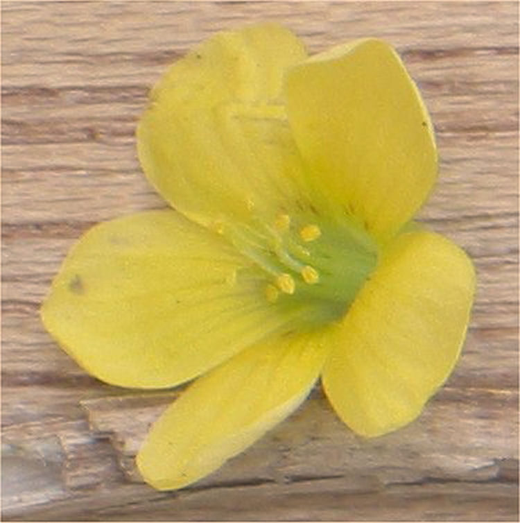 Elaeocarpus prunifolius