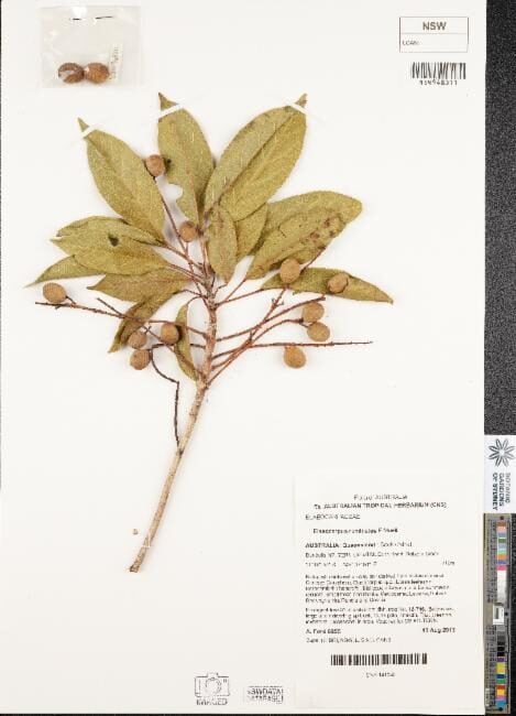 Elaeocarpus ruminatus (Brown Quandong) — photo