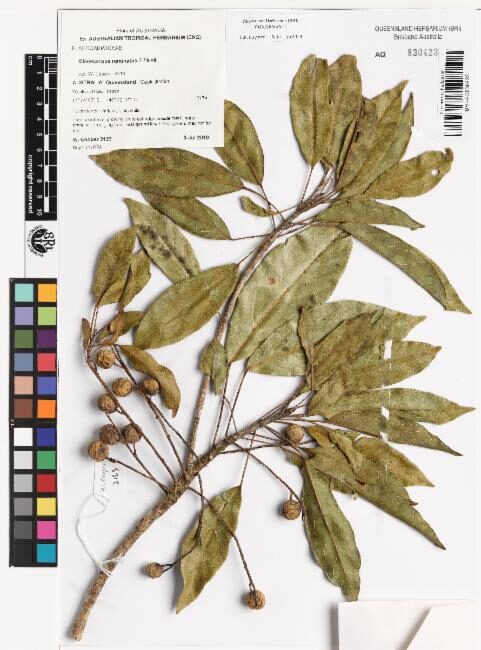 Elaeocarpus ruminatus (Brown Quandong) — photo
