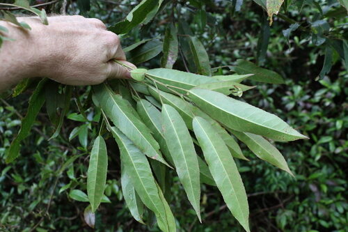 Elaeocarpus ruminatus