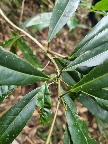 Elaeocarpus ruminatus (Brown Quandong) — photo