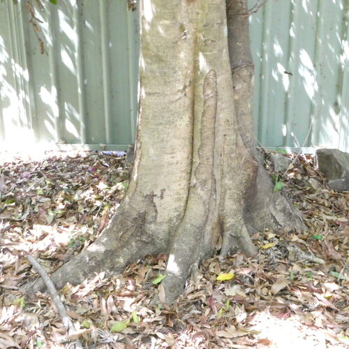 Elaeocarpus ruminatus (Brown Quandong) — photo