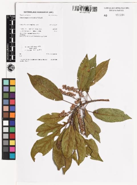 Elaeocarpus ruminatus (Brown Quandong) — photo