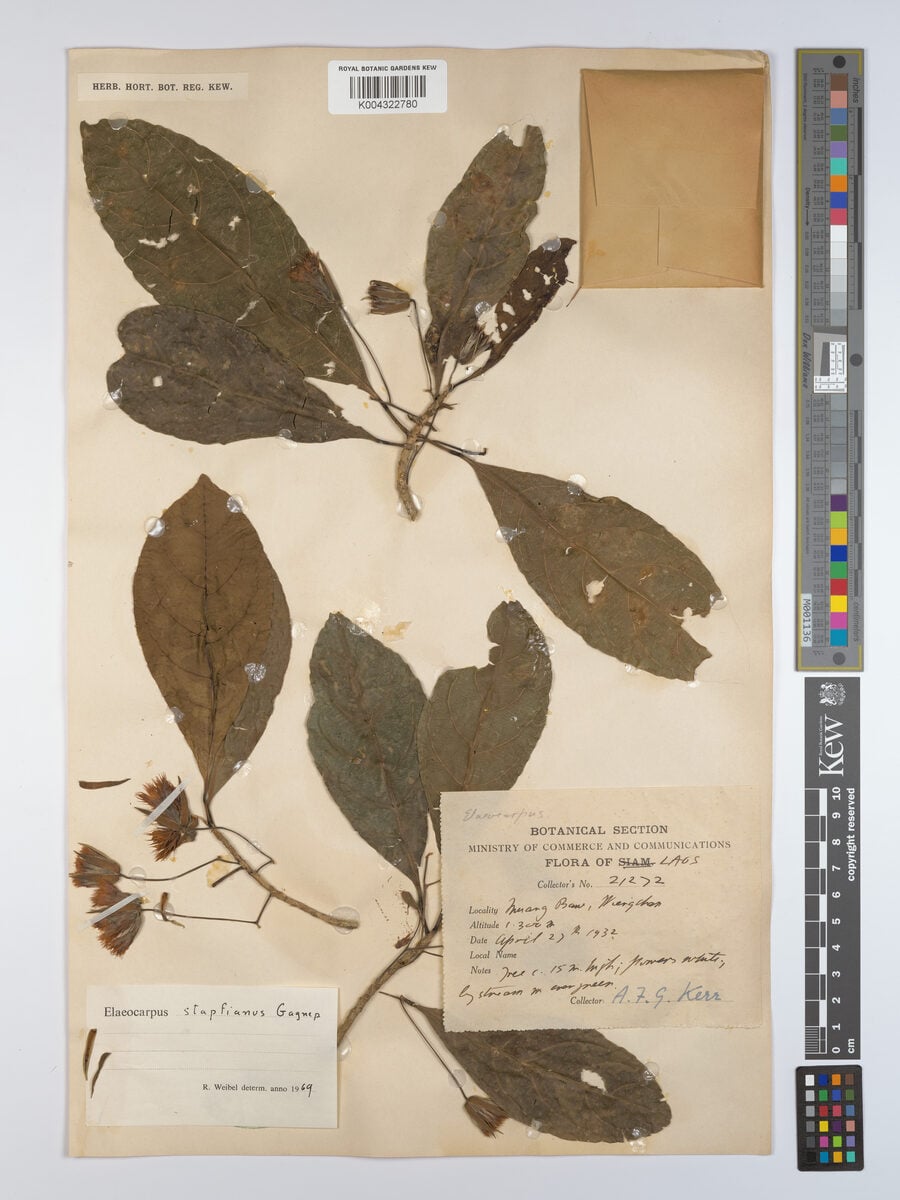 Elaeocarpus stapfianus (Com nuoc) — photo