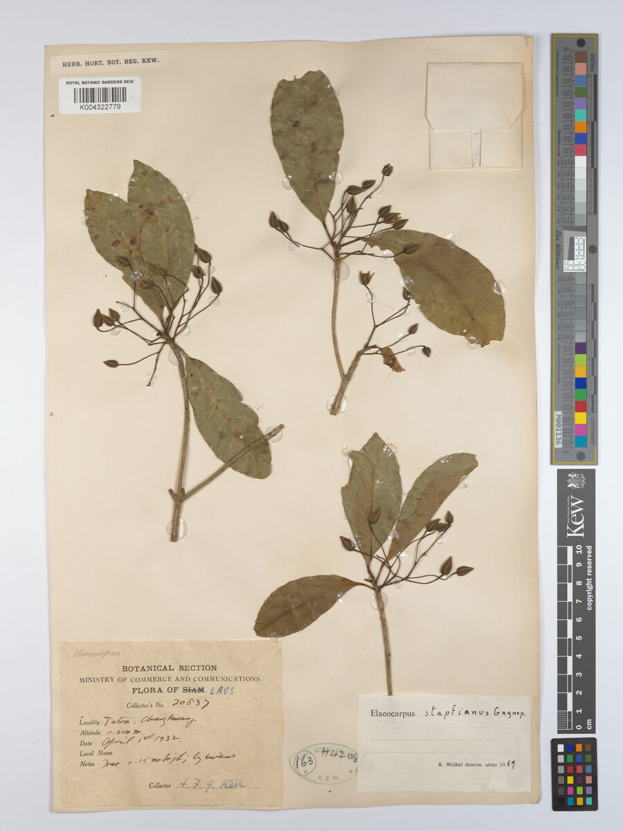 Elaeocarpus stapfianus (Com nuoc) — photo