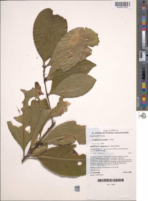 Elaeocarpus stellaris — photo