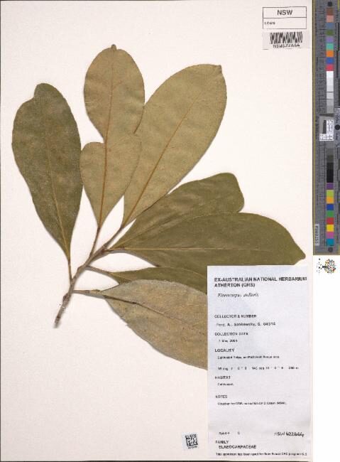 Elaeocarpus stellaris — photo