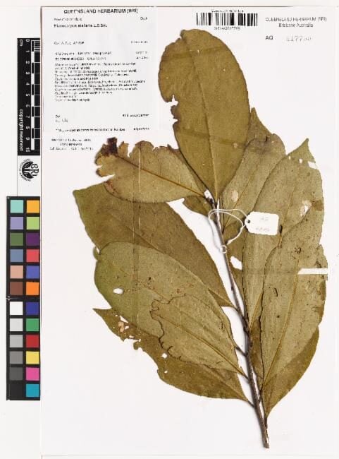 Elaeocarpus stellaris
