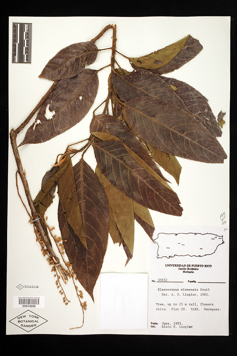 Elaeocarpus stipularis var. siamensis — photo