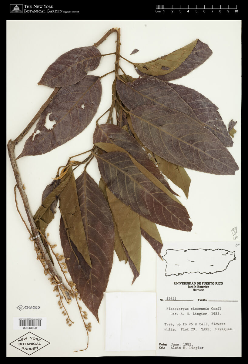 Elaeocarpus stipularis var. siamensis — photo