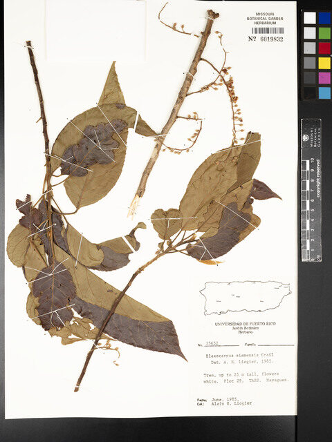 Elaeocarpus stipularis var. siamensis