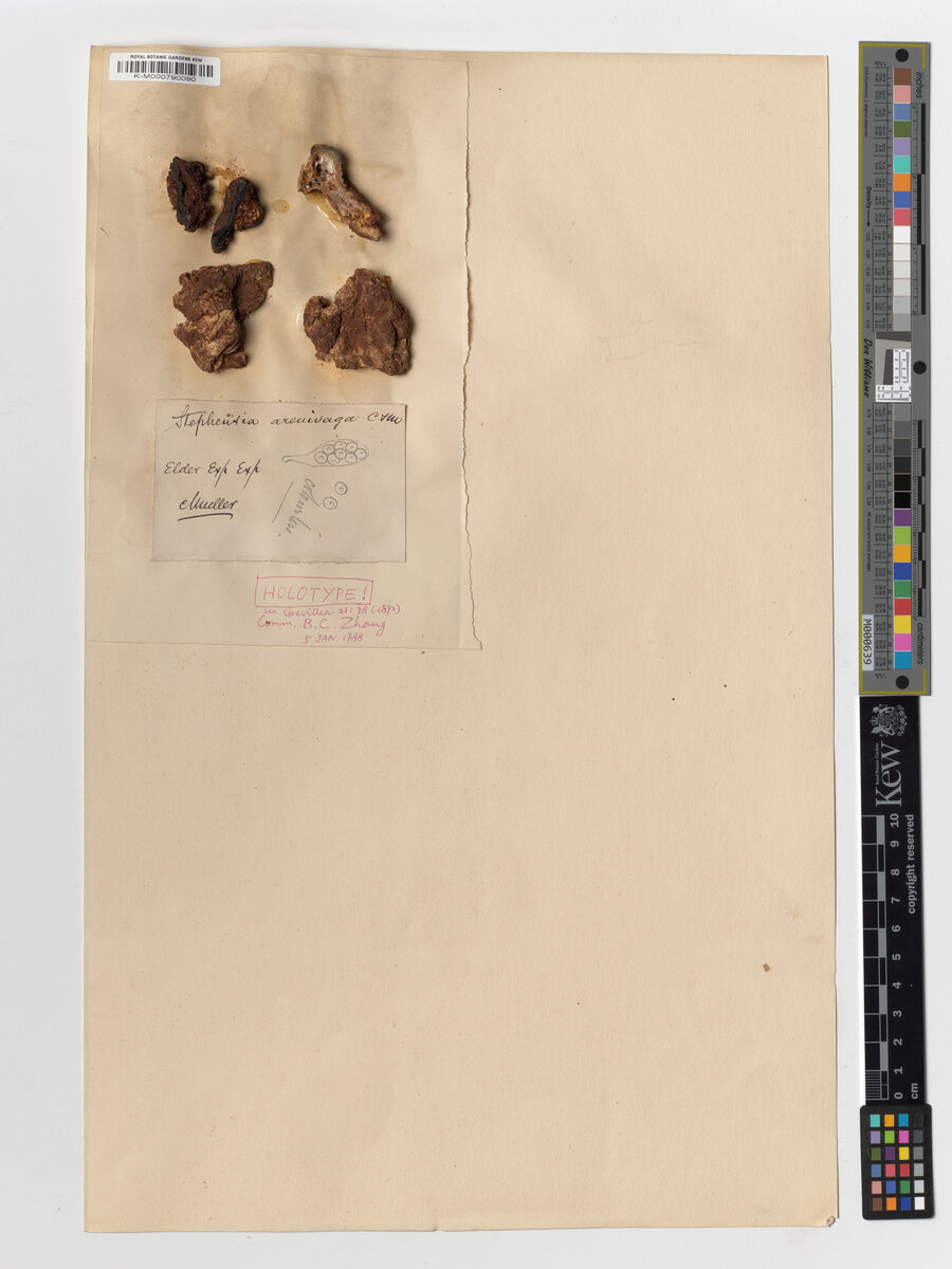 Elderia arenivaga (Desert truffle) — photo