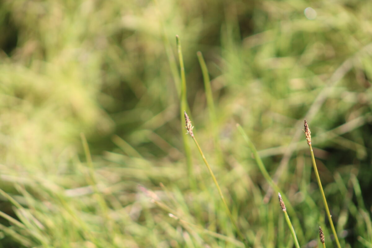 Eleocharis palustris - (L.)Roem.&Schult. (Common Spike-Rush) — photo