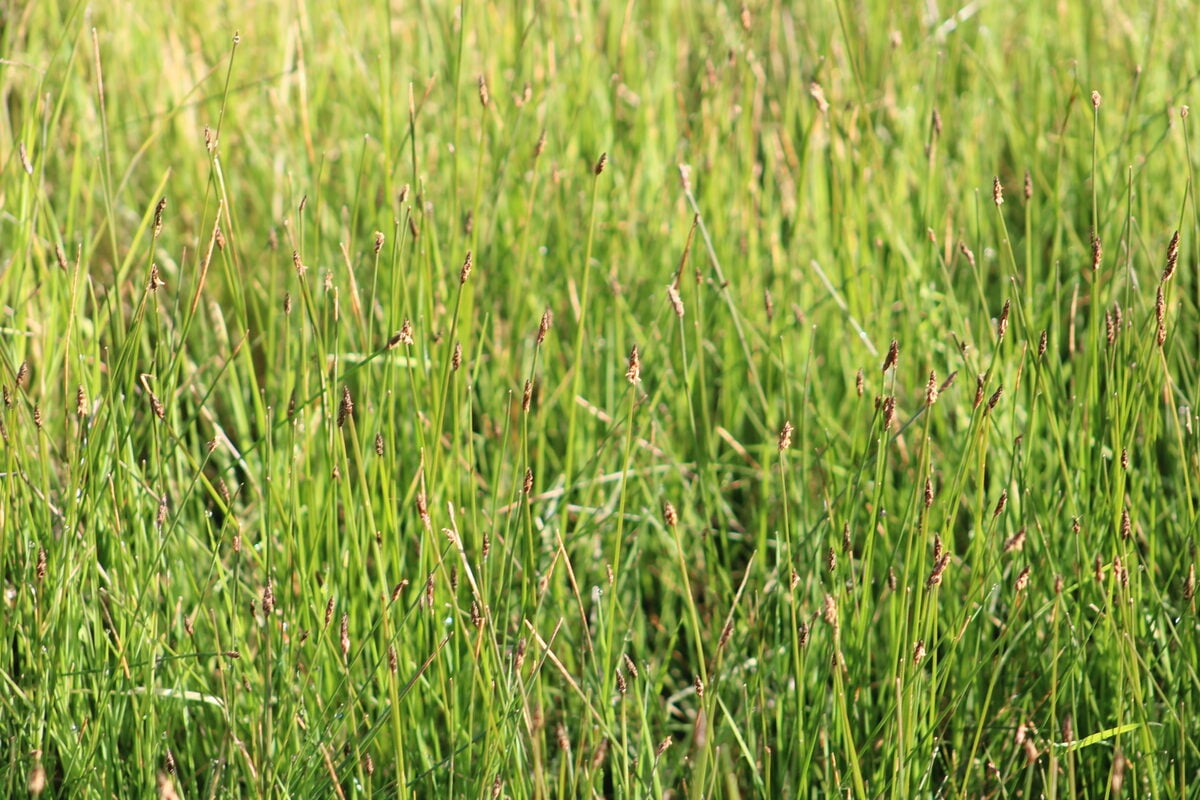 Eleocharis palustris - (L.)Roem.&Schult. (Common Spike-Rush) — photo