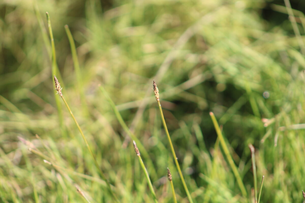 Eleocharis palustris - (L.)Roem.&Schult.