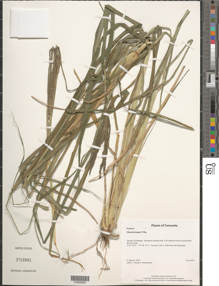 Eleusine jaegeri (Akirma) — photo