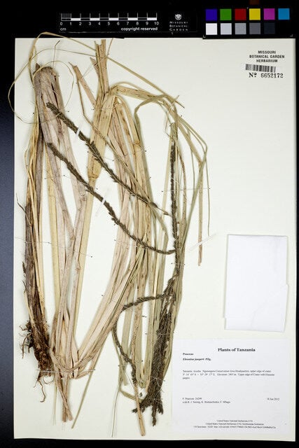 Eleusine jaegeri (Akirma) — photo