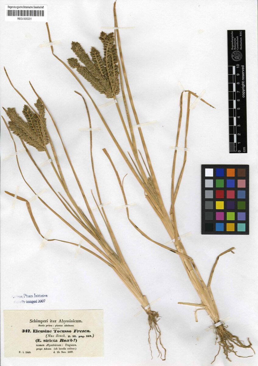 Eleusine tocussa — photo