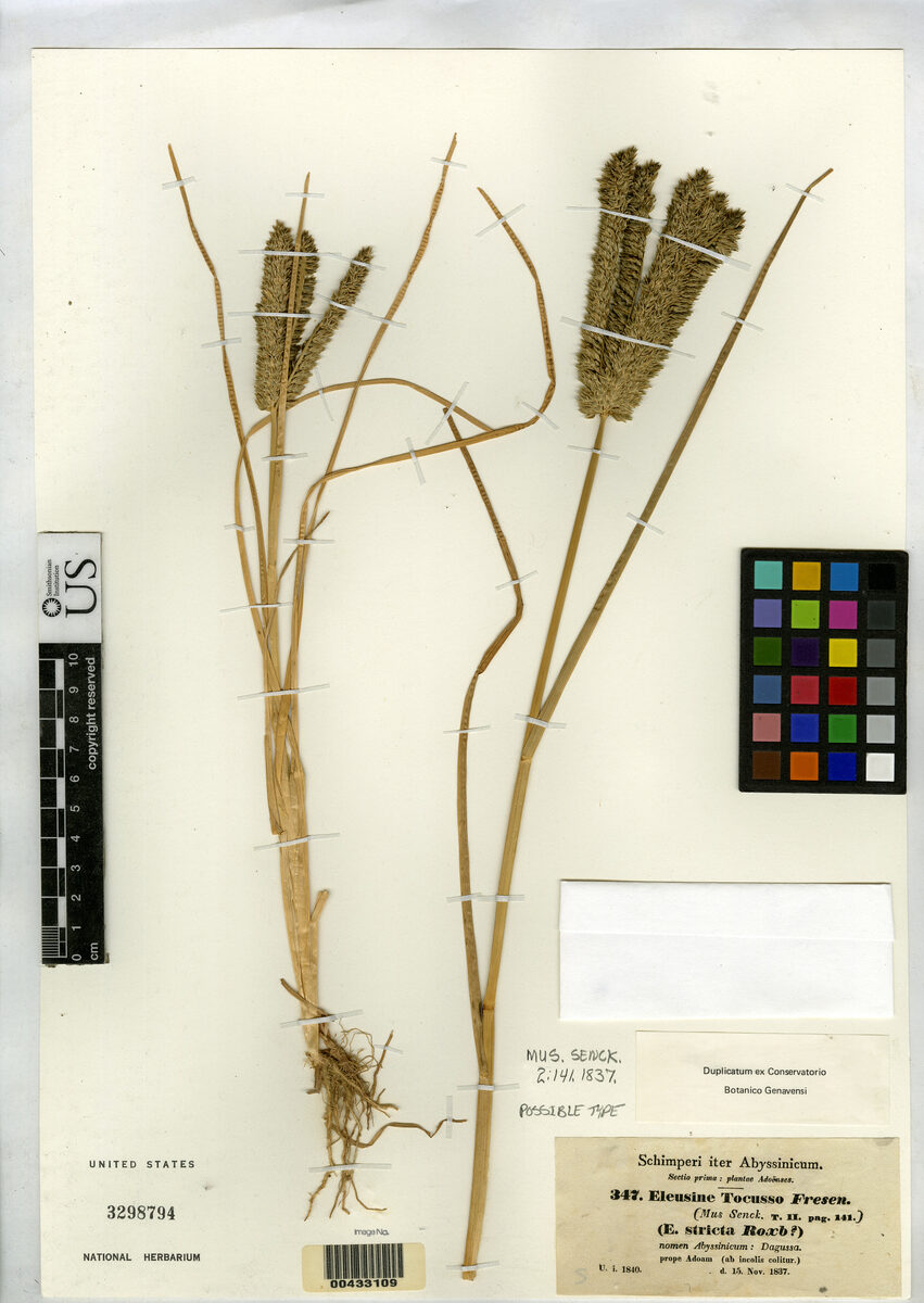Eleusine tocussa — photo