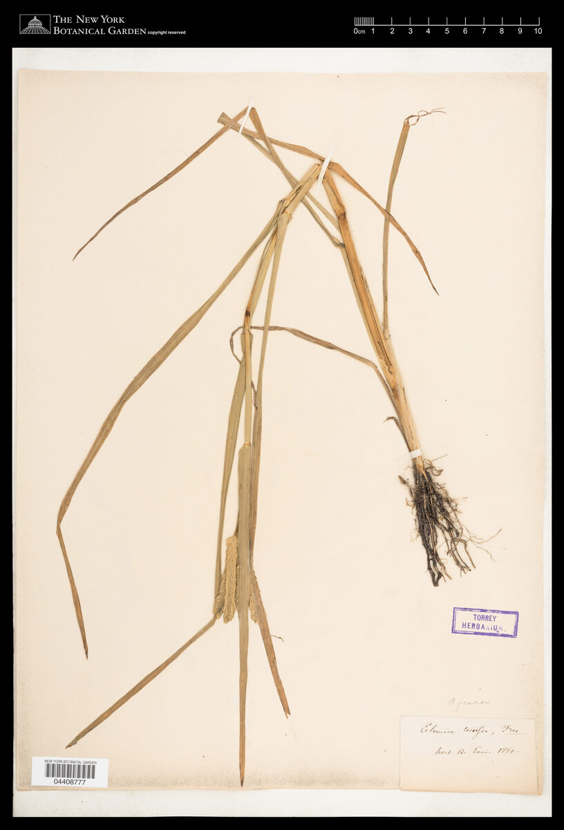 Eleusine tocussa