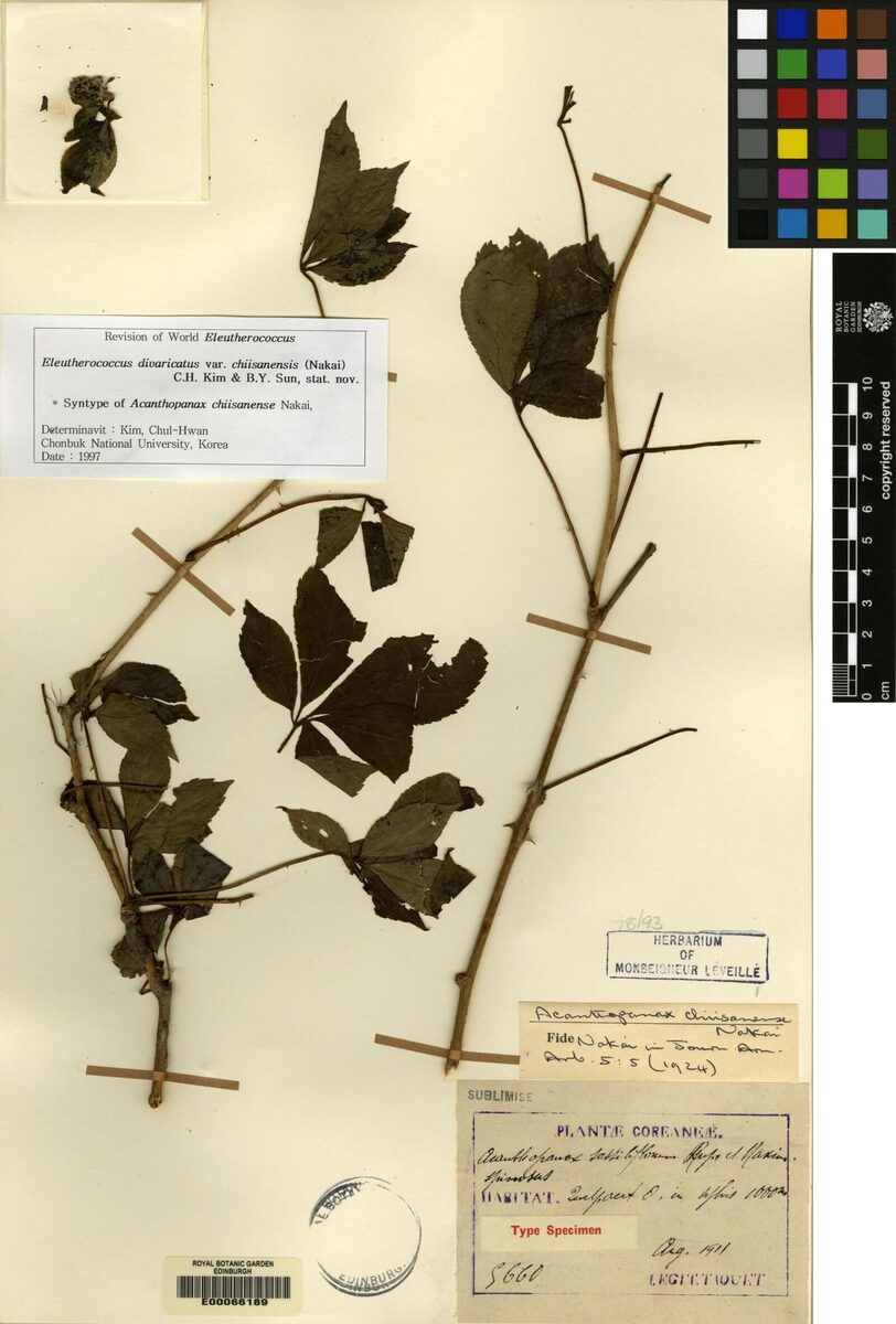 Eleutherococcus divaricatus var. chiisanensis