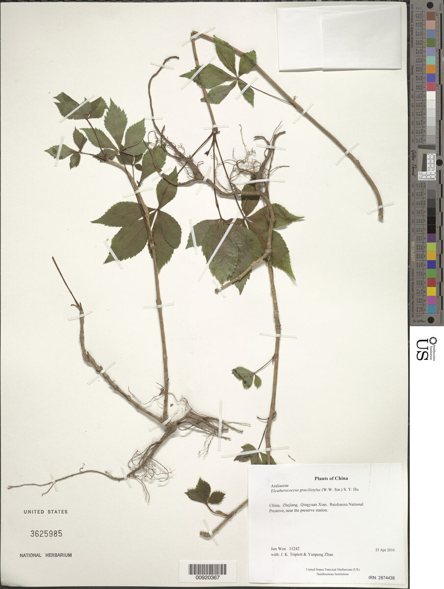 Eleutherococcus gracylistylus - (W.W.Sm.)S.Y.Hu. (Wu Jia Pi) — photo