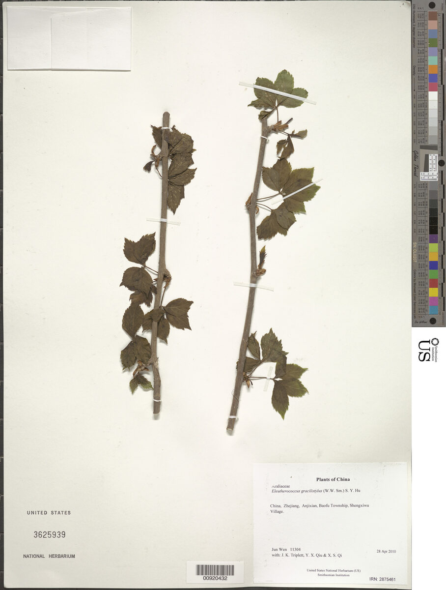 Eleutherococcus gracylistylus - (W.W.Sm.)S.Y.Hu. (Wu Jia Pi) — photo